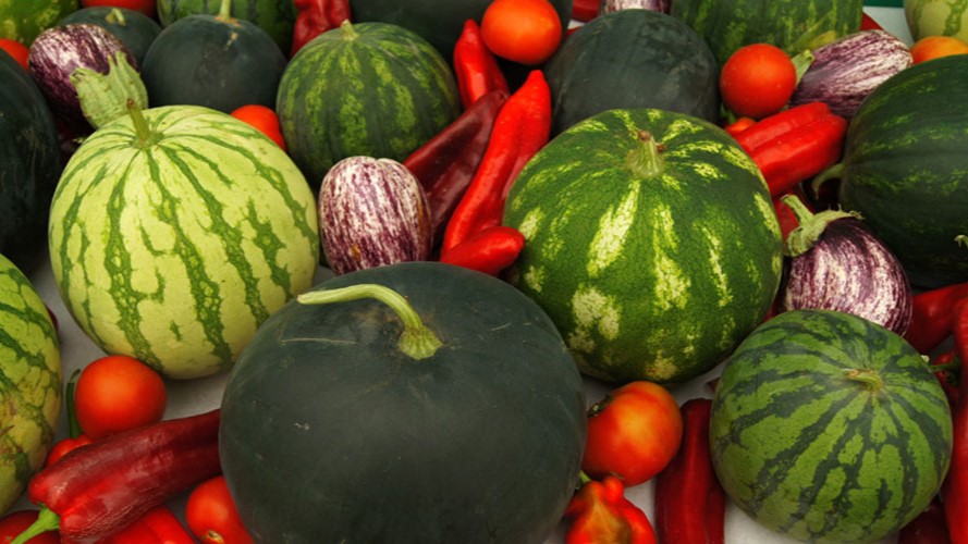 JISA fertilizantes-para-engorde-de-frutos-1|bioestimulantes-agricolas-engormax-y-top-k-para-el-engorde-de-frutos